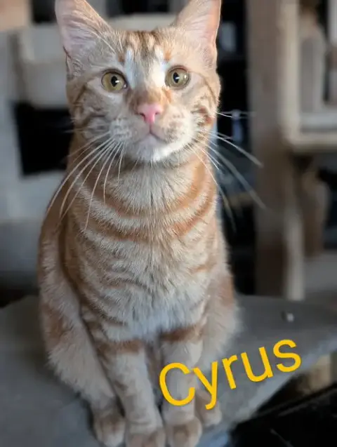 Cyrus