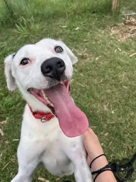 Tommy: Not At Shelter photo 3