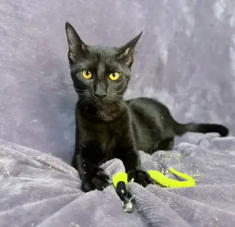 Onyx photo 4