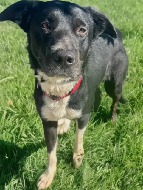 Taz Jr. *Courtesy Post* photo 2