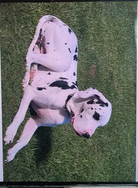 Boss Hogg photo 2