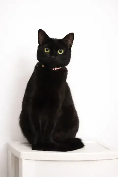 Sheba