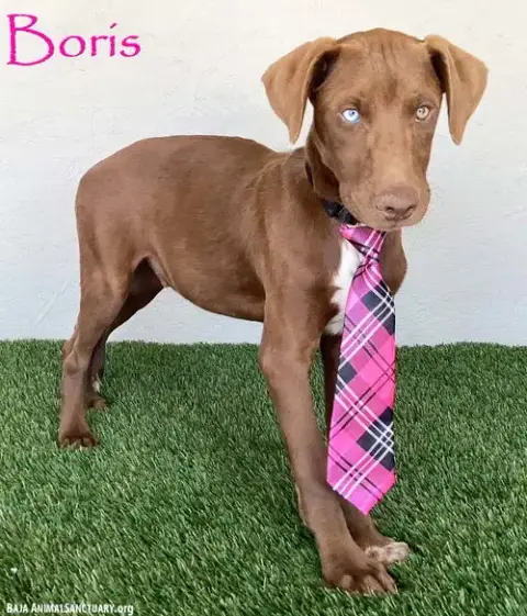 Boris