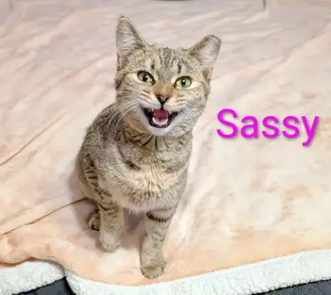 Kitten Sassy photo 3