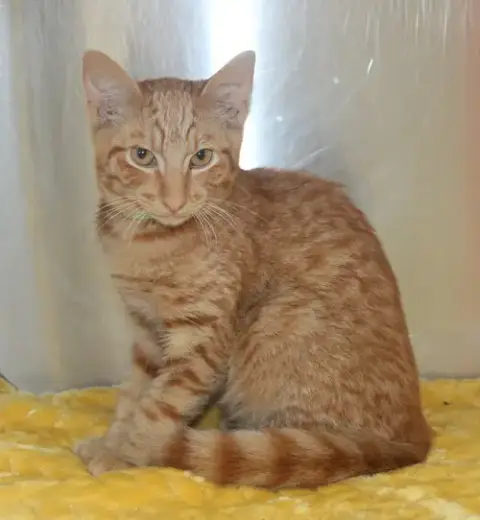 Joey- 43496
