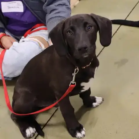 Moore Vet 6 Pepper photo 5