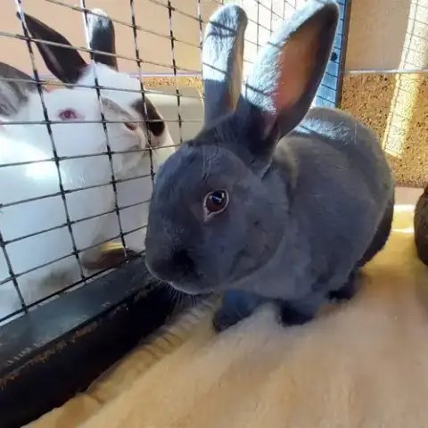 Thumper photo 3