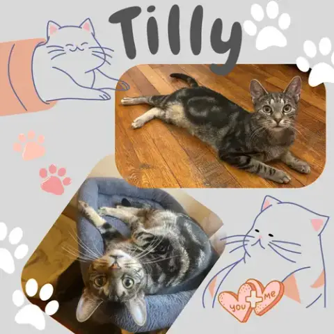 Tilly