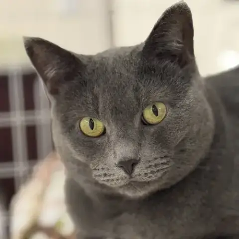 Gracie photo 4