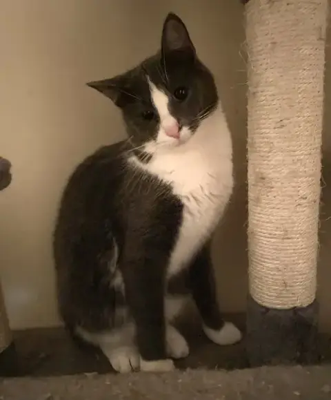 Miss Clio