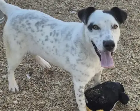 Silas