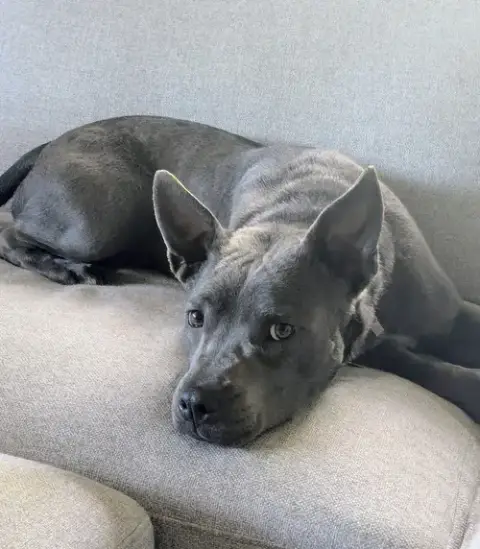 Grey photo 3