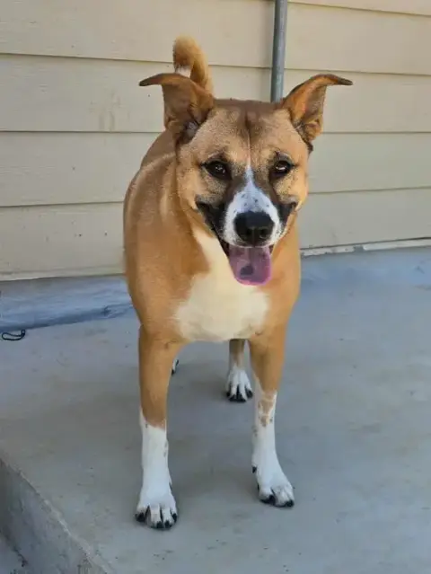Callie