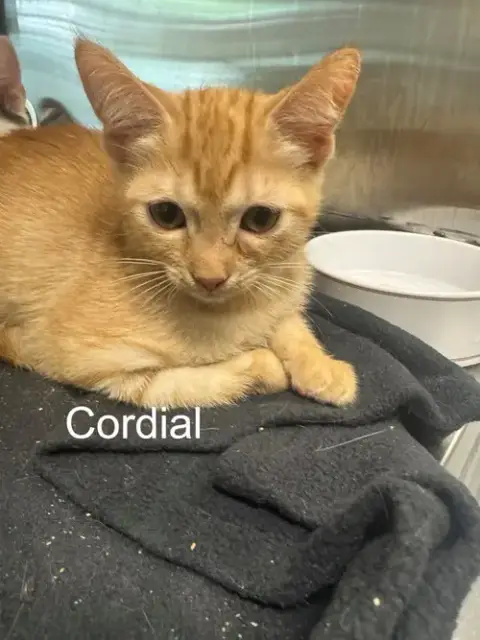 Cordial