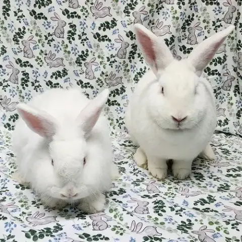 Cotton photo 2