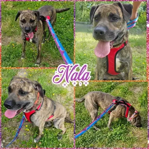 Nala photo 4