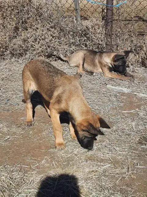 Animaniacs Litter Mindi Located In El Paso photo 2