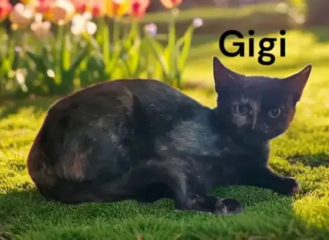 Gigi photo 3