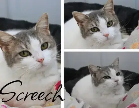 Screech