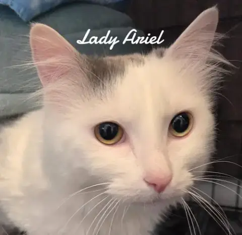 Lady Ariel photo 2