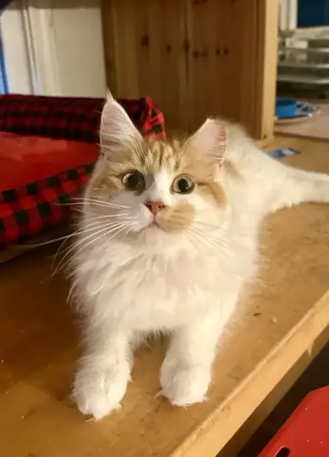 Princess Floof photo 3