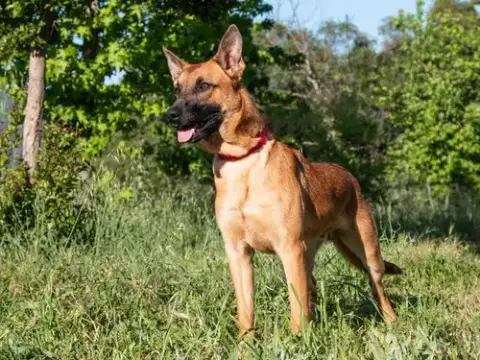Sammy