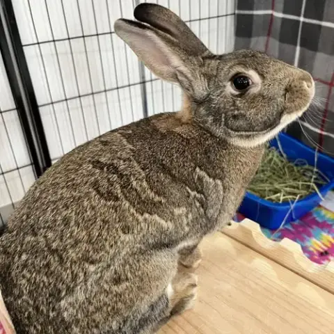 Colonel Carrots
