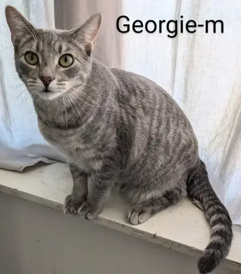 Georgie photo 2