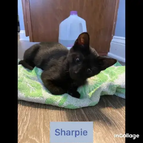 Sharpie