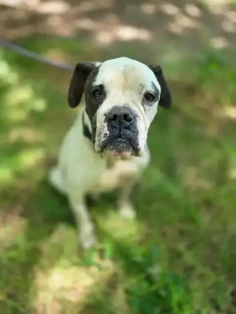 Ryder photo 2