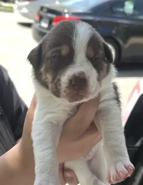 Momma Iris' Litter: Bailey photo 2