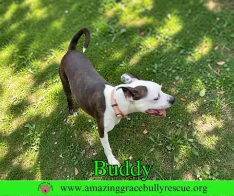 Buddy photo 3
