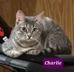 Charlie photo 5