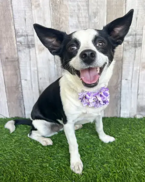 Evie photo 4