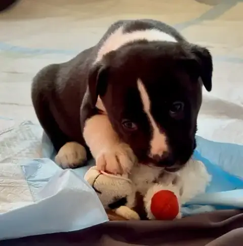 Puppy Pebbles photo 5