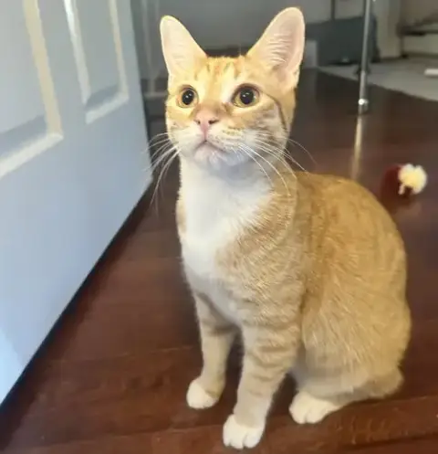 Cheeto #Bestie-Of-Cheets photo 4
