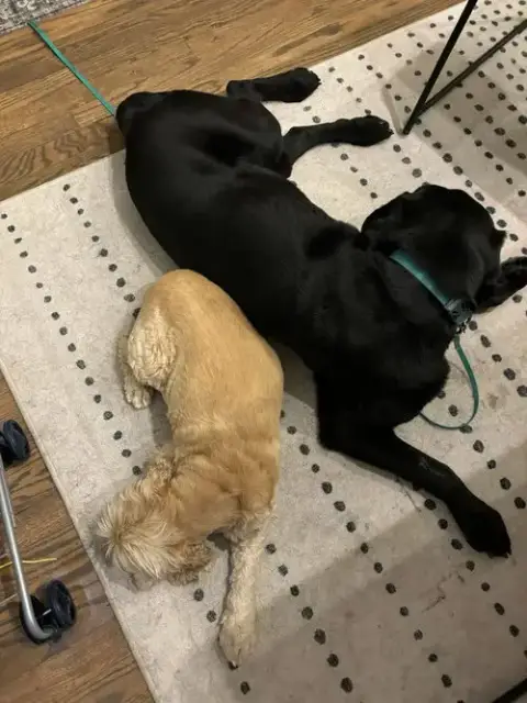 Bodfish / Bo photo 2
