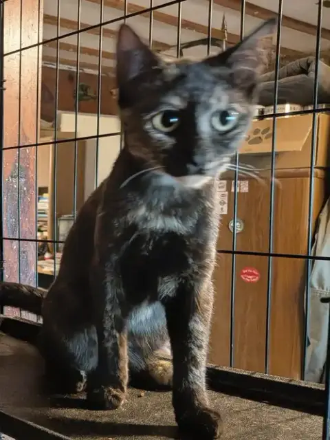 Tortie photo 3