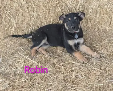 Robin