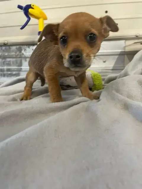Em Rufus