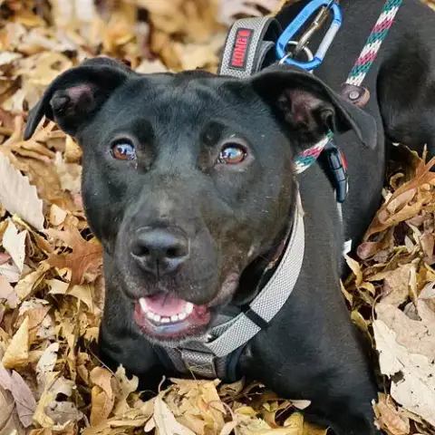 Sooney *Adopt Or Foster* photo 2