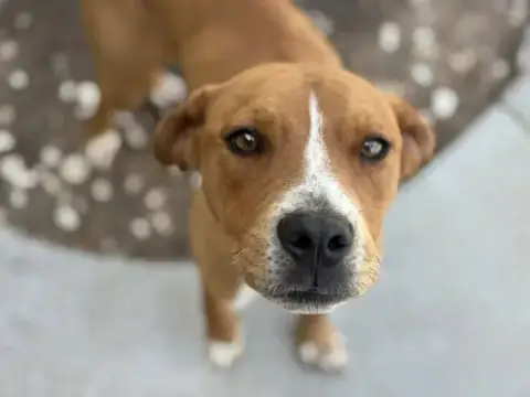Vonn