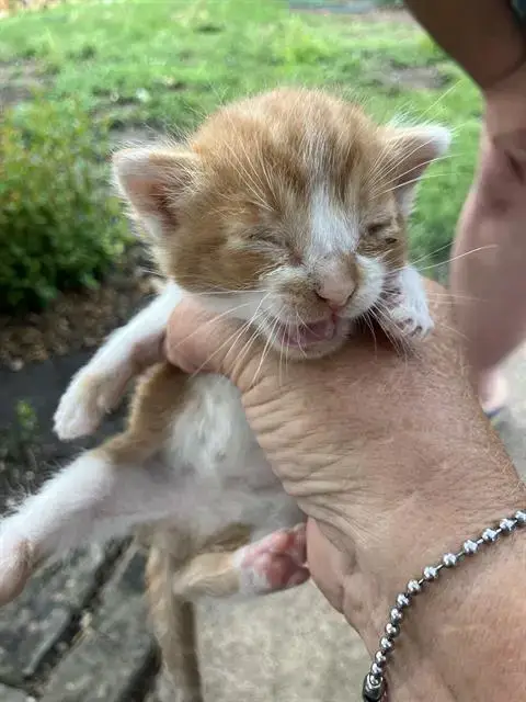 Clive