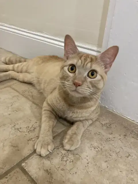 Cheeto3 photo 4