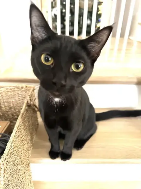 Kitten Distinguished Derrick photo 4