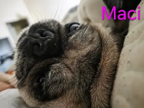 Maci photo 3