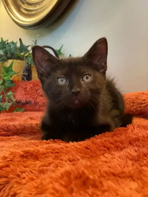 Pip