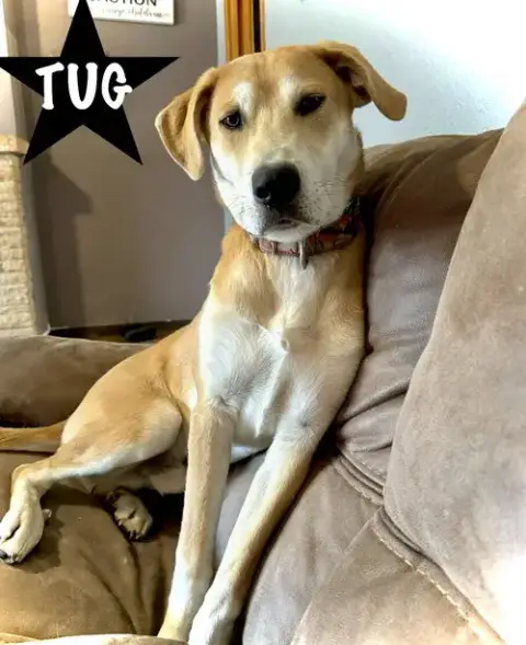Tug photo 4
