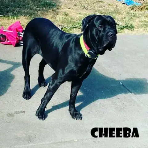 Cheeba photo 2