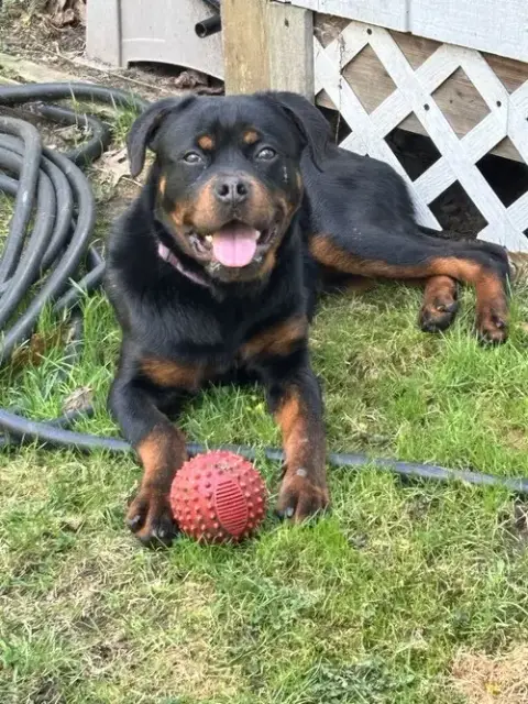 Remi The Rottie